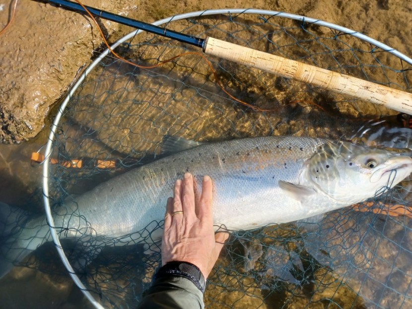 Salmon from the Dean and Chapter - AD from Lyme Regis